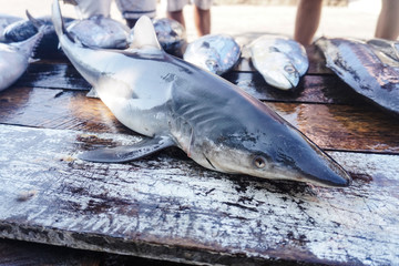 Fish market in Asia. Catching sea and ocean animals in the Indian Ocean. Tuna on shelves for sale. Exotic background