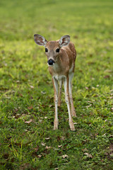 Baby Deer Fawn in Field