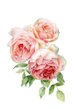 Watercolor illustration of pink garden roses collected in a bouquet.
