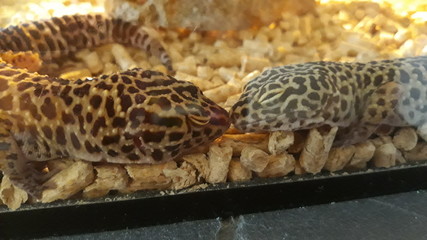 Leopardgeckos