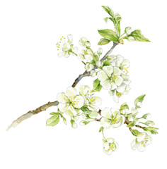 Delicate watercolor illustration of a blossoming branch of a cherry. White painted spring flowers.