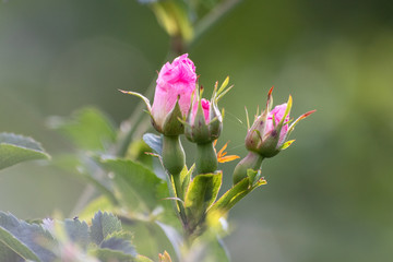 Wild rose flowers or dog rose blossom or sweet briar also called eglantine