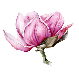 Watercolor illustration of a pink magnolia flower.