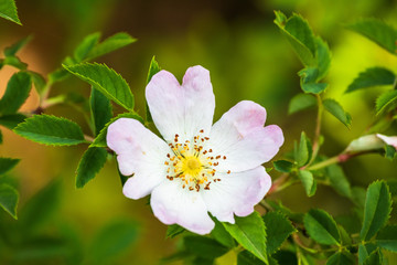 Wild rose flowers or dog rose blossom or sweet briar also called eglantine