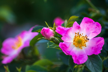 Obraz premium Wild rose flowers or dog rose blossom or sweet briar also called eglantine