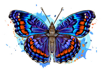 Tropical butterfly. Color, hand-drawn, graphic image of a butterfly on a white background in watercolor style.