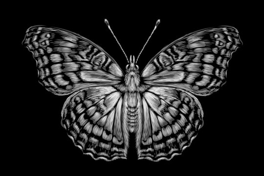 Tropical butterfly. Black and white, hand-drawn, graphic image of a butterfly on a black background.