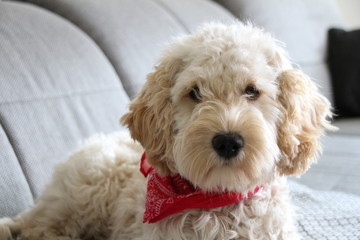 Hundewelpe Cockapoo Cockerdoodle mit Halstuch