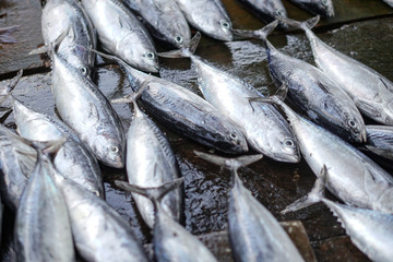 Fish market in Asia. Catching sea and ocean animals in the Indian Ocean. Tuna on shelves for sale. Exotic background