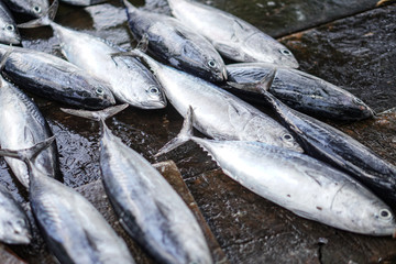 Fish market in Asia. Catching sea and ocean animals in the Indian Ocean. Tuna on shelves for sale. Exotic background