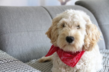 Hundewelpe Cockapoo Cockerdoodle mit Halstuch