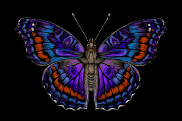 Tropical butterfly. Color, realistic, drawn, graphic image of a butterfly on a black background.