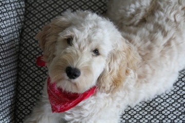 Hundewelpe Cockapoo Cockerdoodle mit Halstuch