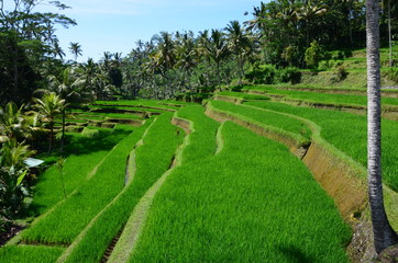 Rice fields of Bali