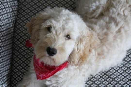 Hundewelpe Cockapoo Cockerdoodle mit Halstuch