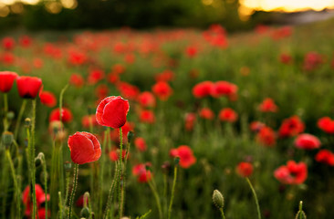 Fototapeta na wymiar Field of Vibrant Red Poppies
