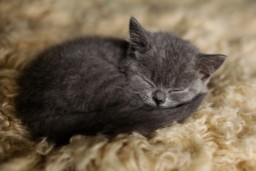 Blue British Shorthair Kitten Sleeping 
