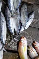 Fish market in Asia. Catching sea and ocean animals in the Indian Ocean. Tuna on shelves for sale....