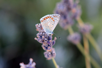 Argus-Bläuling Schmetterling Falter auf Lavendel