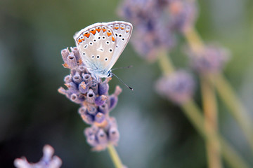 Argus-Bläuling Schmetterling Falter auf Lavendel