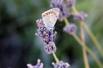 Argus-Bläuling Schmetterling Falter auf Lavendel