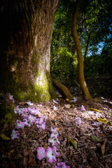 woodland with flowers on the wood floor 