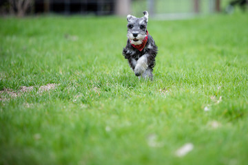 one salt and pepper mini schnauzer puppy, running happily on green grass with toy