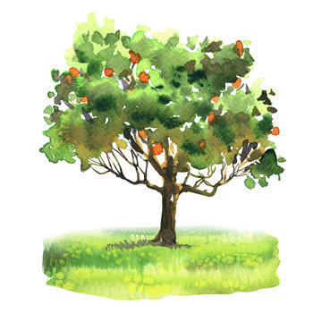 Orange and tangerine tree with ripe fruit on green grass, citrus garden, harvest, isolated, hand drawn watercolor illustration on white background
