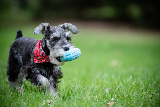 one salt and pepper mini schnauzer puppy, running happily on green grass with toy