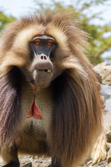 Gelada Baboon also known as Bleeding heart monkey endemic only in Ethiopia
