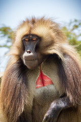 Gelada Baboon also known as Bleeding heart monkey endemic only in Ethiopia