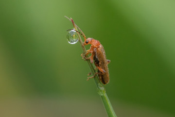 käfer und tropfen