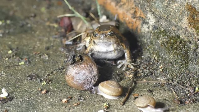 a Banded bullfrog is escaping from the screen