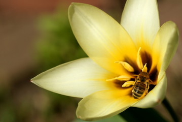 Obraz na płótnie Canvas Tulipan i pszczoła