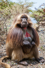 Gelada Baboon also known as Bleeding heart monkey endemic only in Ethiopia