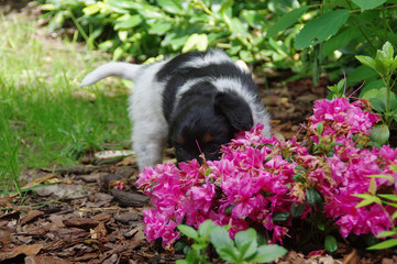 Obraz premium Puppy in garden