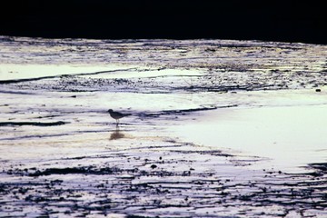 Lone Sandpiper