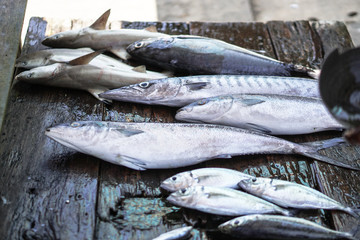 Fish market in Asia. Catching sea and ocean animals in the Indian Ocean. Tuna on shelves for sale....