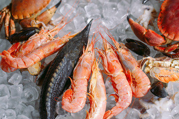 Seafood on ice. Crabs, sturgeon, shellfish, shrimp, Rapana, Dorado, on white ice.