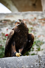 eagle bird sitting wild hunter portrait