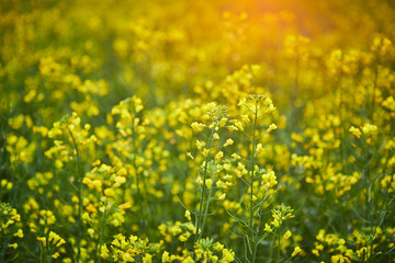 Blooming yellow rapeseed field. Plant for green energy and oil industry