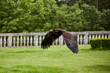 flying hunting bird eagle speed