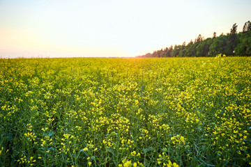 Obraz premium Blooming yellow rapeseed field. Plant for green energy and oil industry