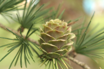 Ovulate cone of larch tree in spring close up