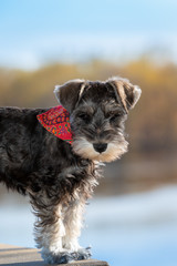 portrait of miniature schnauzer pup with soft focused background blue sky. A sweet face with folded over ears. 