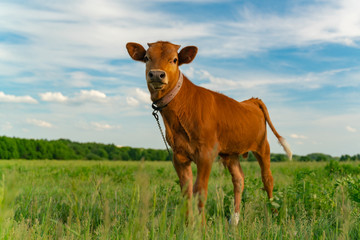 Young calf on a green field