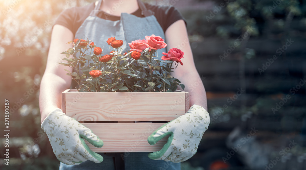 Wall mural photo of girl in gloves with box with roses standing in garden