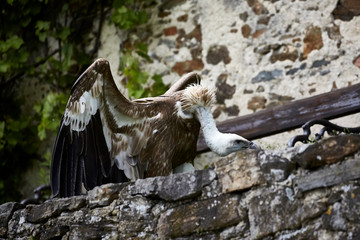 sitting big vulture wings plumage