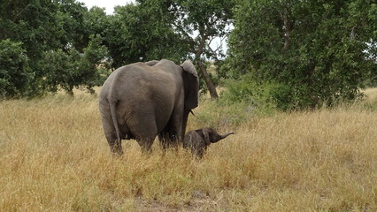 elephant_family