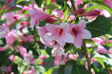 Obraz premium pink flowers in garden